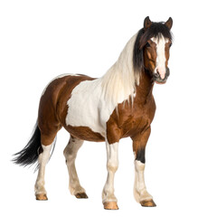 Obraz premium Close-up portrait of a beautiful brown farm horse with a flowing mane, isolated on a white background