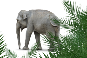Elefant 2