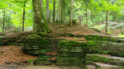 the beautiful view of the forest and the old wooden stairs in the forest