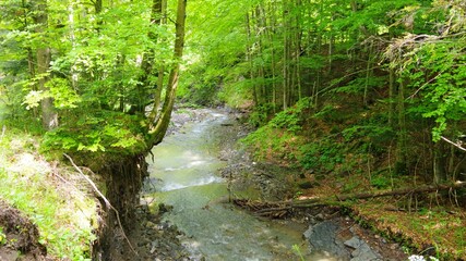 Obraz premium stream in the forest.Mountain stream in the forest. Summer landscape in the forest. Ukraine.