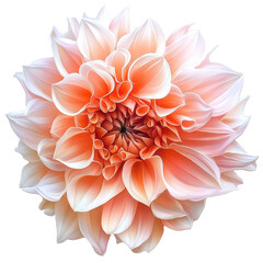 Fototapeta premium Stunning peach colored flower arrangement with vibrant petals showcasing intricate details, Vibrant Flower Arrangement Stunning Peach colored Dahlia Transparent background