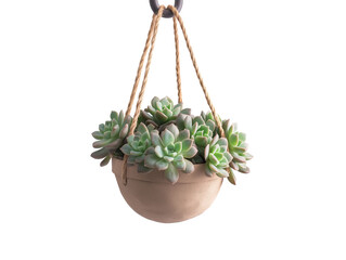 succulents in a hanging planter on a transparent background