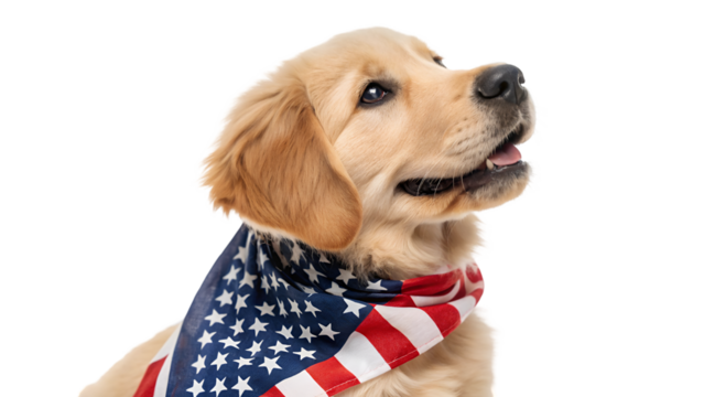Golden retriever puppy with american flag bandana patriotic dog cute pet animal usa independence day celebration 100 isolated on transparent background