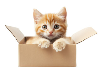 a kitten sitting in a cardboard box on a transparent background