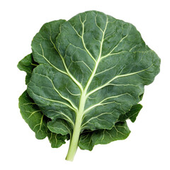 Fresh collard greens on a Transparent background ready for cooking or salad preparation, Collard green vegetable food ingridient White background