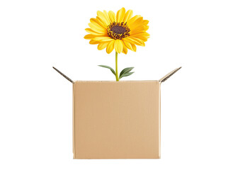 a flower in a cardboard box on a transparent background