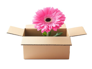 a flower in a cardboard box on a transparent background