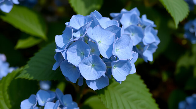 Shady close up of Hydrangea libelle flowers on the plant