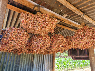Harvested onions hanging from the roof of a rustic hut, drying under the sun