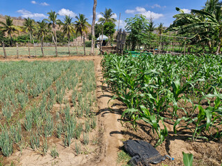 Side-by-side farmlands growing onions and corn, a harmonious agricultural landscape under the open sky