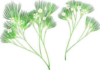 梅花藻のイラスト素材
