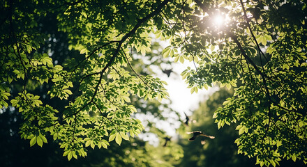 Sunlight filtering through vibrant green leaves in a lush forest canopy, creating a peaceful natural background