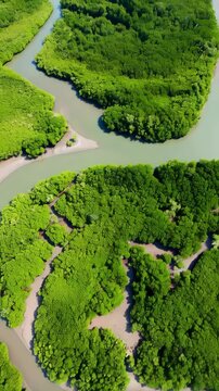 Aerial view of a vibrant green mangrove forest with winding waterways and estuaries flowing through dense foliage in a tropical environment