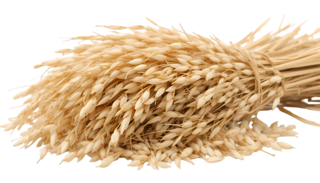 Close up of wheat bundle for agriculture farming harvest grain field crop food ingredient on black background isolated on transparent background