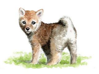 アナログ水彩茶柴の子犬