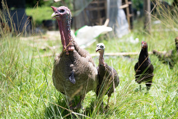 Male and Female Turkeys in Green Farm Field