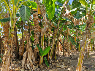A lush banana garden flourishing behind the house, a slice of tropical paradis