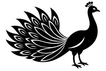 peacock vector illustration