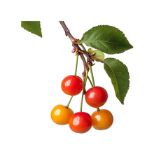 Sweet Cherry Branch Delight: A close-up of vibrant red and yellow cherries hanging from a branch with green leaves, offering a visual treat of nature's fresh fruit