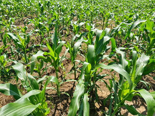 Fresh corn crops thriving under the midday sun