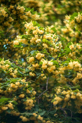 Blossoming linden tree in the park