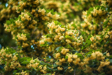 Blossoming linden tree in the park