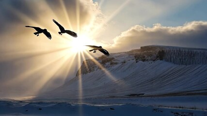 Ravens soar against sunburst beams in the winter sky of Iceland, Ravens flying over sun starburst beams, Iceland winter landscape - Powered by Adobe