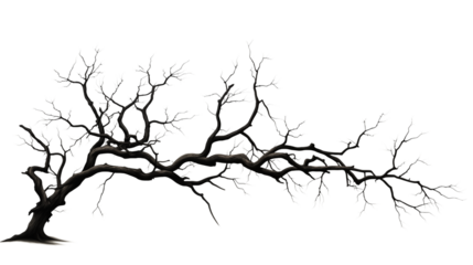 A bare tree with dark branches and no leaves against a black background