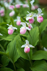Cypripedium, Lady's Slipper in bloom. Queen's Slipper