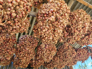 Harvested onions hanging from the roof of a rustic hut, drying under the sun