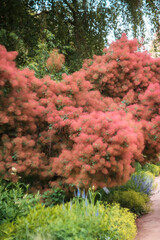 Cotinus. Smokey (or smoky) rosewood