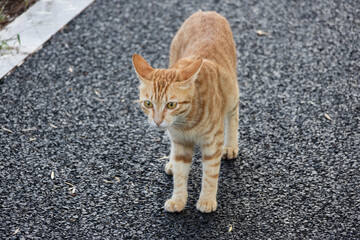 cat on the road