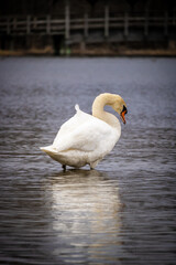 mute swan standing in shallow water on a cloudy day