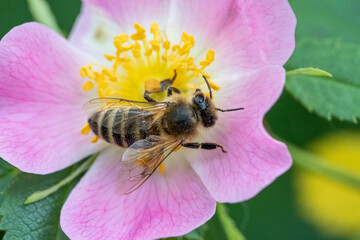 Bee pollinating pink wild rose collecting pollen and nectar as macro closeup 5