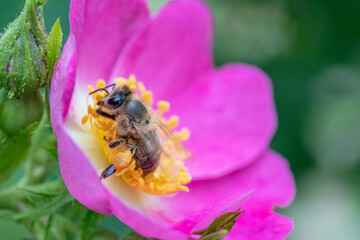 Bee pollinating purple wild rose collecting pollen and nectar as macro closeup 3