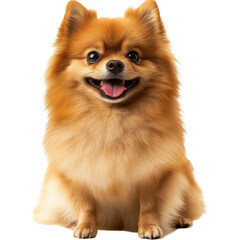 Obraz premium Pomeranian Spitz dog portrait showcasing cheerful expression and fluffy coat against a Transparent background, Pomeranian Spitz dog Portrait isolated on PNG background