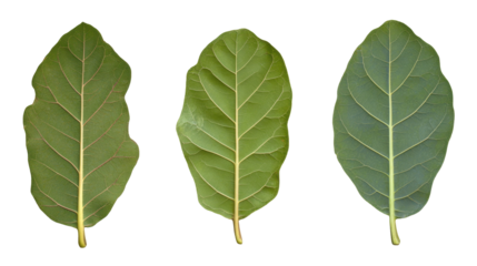 Detailed Composition of Green Fig Leaves on a Transparent Background Showcasing Natural Beauty