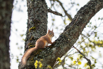 Spring time. Spring landscape with a red squirrel. A squirrel (Sciurus vulgaris) on a tree moving up. 