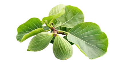 Green Fig Leaves on a Branch Isolated Against a Transparent Background for Botanical Illustrations