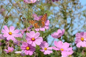 Schmetterling 1272