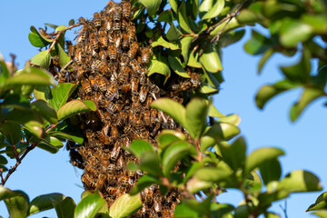 A bee cluster appears in a tree