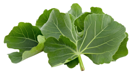 Green Fig Leaves with Rich Texture and Vivid Coloration on Transparent Background