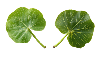 Pair of Green Fig Leaves Isolated on a Transparent Background Showcase Their Natural Beauty