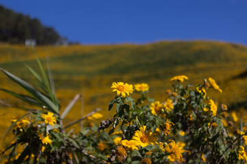 field of yellow flowers
