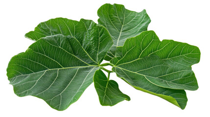 Obraz premium Vibrant Green Fig Leaves Perfect for Creative Design and Natural Background Elements