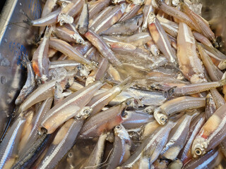 Close-up of anchovies neatly displayed in a supermarket, showcasing their freshness and quality