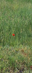 A lonely poppy