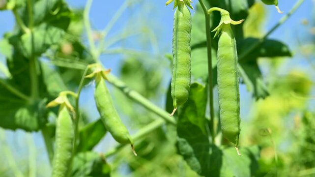 video of green peas in the field