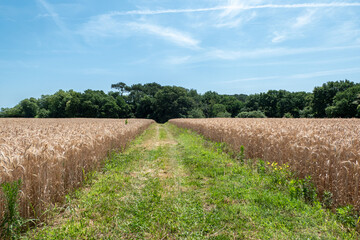 Campo de trigo dourado sob um céu azul vibrante, pronto para a colheita