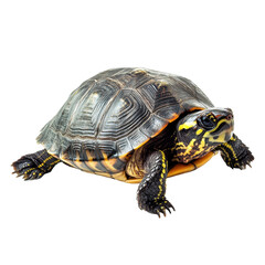 Fototapeta premium Isolated turtle on Transparent background showcasing distinct shell patterns and vibrant colors, Turtle isolated PNG background